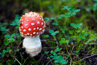 Amanita Muscaria aka: Mario Mushrooms