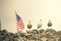 4th of July Gulls