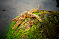 Starfish - Homer, Alaska