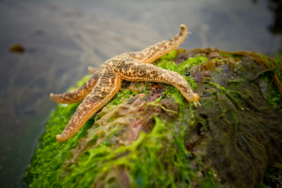 Starfish - Homer, Alaska