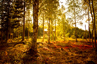 Abbott Loop Community Park